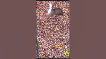 🤩PERFECT HEART SHOT! Insane 🩸Trail! Archery Deer Hunting