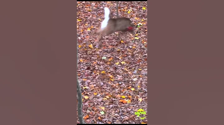 🤩PERFECT HEART SHOT! Insane 🩸Trail! Archery Deer Hunting