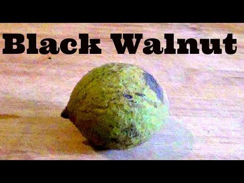 Video: Walnut Hitam