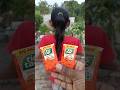 tic tac orange flavour #shorts