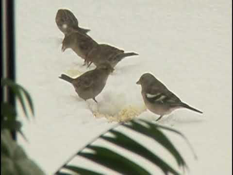 Βίντεο: Πώς να ταΐσετε τα πουλιά το χειμώνα