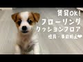 【賃貸ok】子犬のためのフローリング風クッションフロア/インテリア/ジャックラッセルテリア/お洒落/模様替え/vlog/DIY