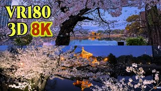 夜桜 8K 3D VR180 ] 東京 上野公園の夜桜 Night cherry blossoms in Tokyo