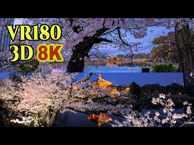 8K 3D VR180 ] 東京 上野公園の夜桜 Night cherry blossoms in Tokyo
