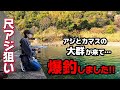 【アジング】尺アジ狙い✨ 漁港内にアジとカマスの大群が来て爆釣しました♪