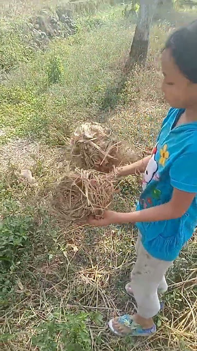 Bocil Nemu Dua Sarang Burung