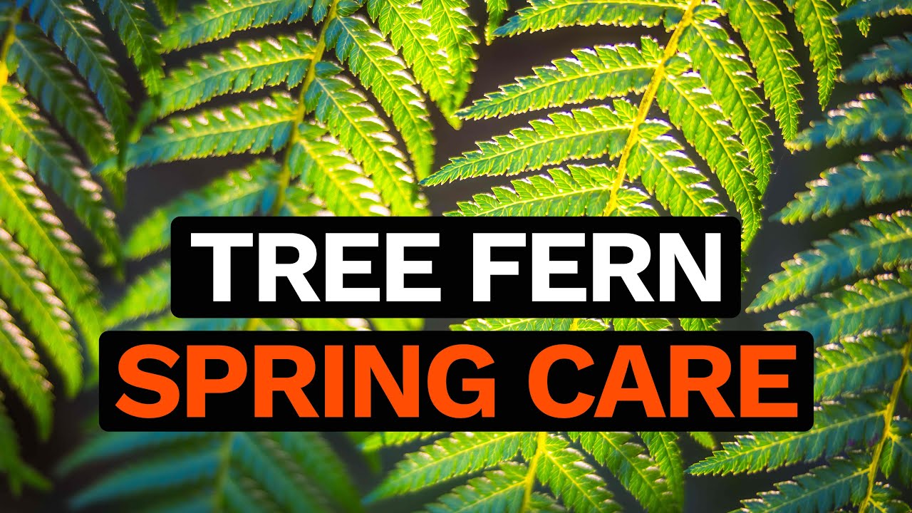 Tree Fern Spring Care - Dicksonia Antartica Feeding, Watering & Frost Protection