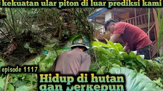 jerat ular putus kekuatan ular piton yang luar piton biasa warta petani muda hidup di hutan