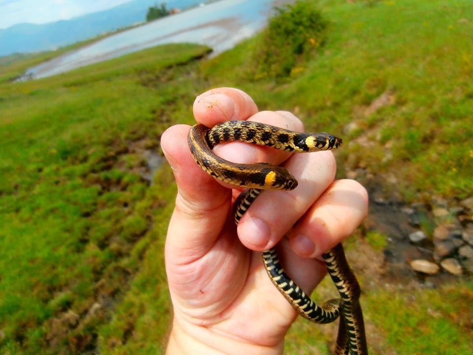 herping gear Natrix natrix & Emys orbicularis - May 19,2015