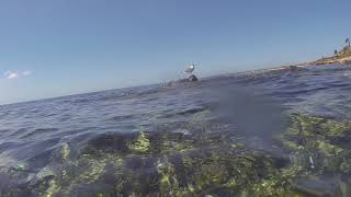 Snorkelsessie Catalina Cove Aruba 20180911 (3)