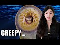 Worlds Most SCARY ANIMALS