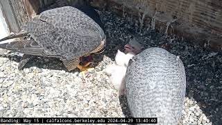 4-29-24 Annie and Archie Both Feeding Chicks at the Same Time