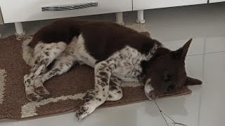 Aykızla Son Dışarı Çıkışımız. Aykız🥹 #zerdava #köpek