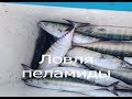 Ловля пеламиды Рыбалка на Черном море г Новороссийск