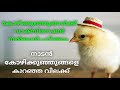 How to give vaccination for poultry | നാടൻ കോഴി കുഞ്ഞുങ്ങൾ കുറഞ്ഞ വിലക്ക് വിൽപ്പനക്ക്