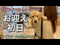 【お迎え初日#1】念願だったラブラドールレトリバーのお迎え初日の様子♪　5ヶ月　パピー　labrador retriever サブチャンネル　まみキャンプ　大型犬　癒し　ぼんちゃん