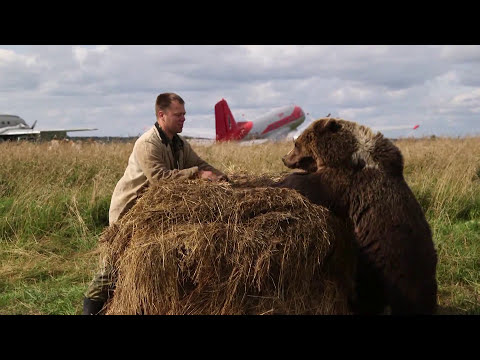 Медведь Мансур живёт на аэродроме в Тверской области