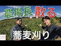 【神回!?】雑草に苦しむ蕎麦刈りの末。農場長やらかす!!ヤンマー コンバイン
