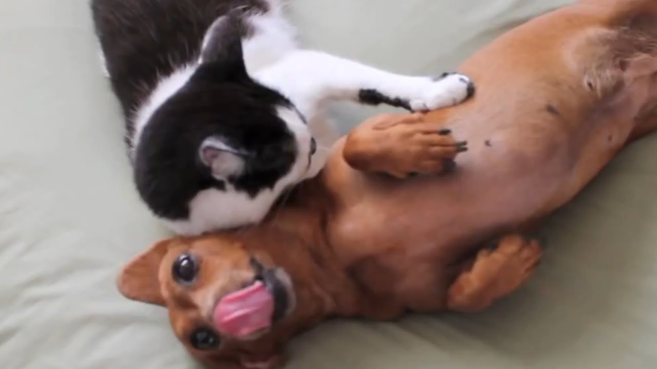 are dachshunds good with cats