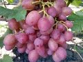 Сорта винограда для начинающих!