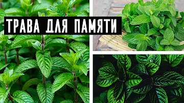 Полезные травы для улучшения памяти. Как улучшить память