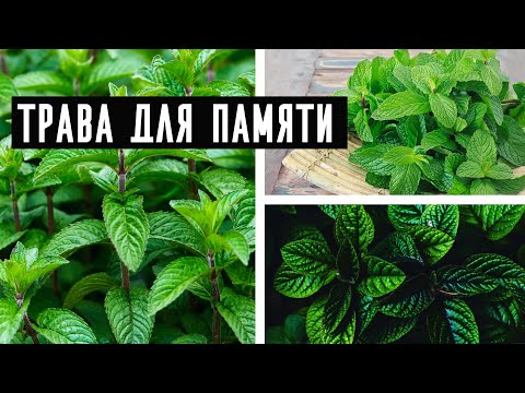 Лекарственные растения для памяти. Травы улучшающие память. Травы для улучшения памяти. Травы улучшающие память. Мозгового.