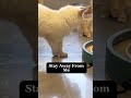 Beautiful Fight Between Kitten And Her Mum | Beautiful Cats | Humpty Hobbies