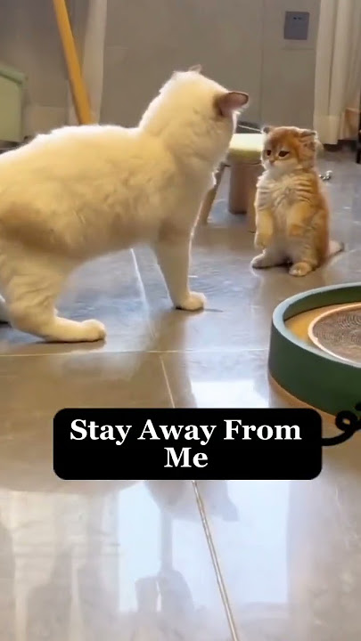 Beautiful Fight Between Kitten And Her Mum | Beautiful Cats | Humpty Hobbies