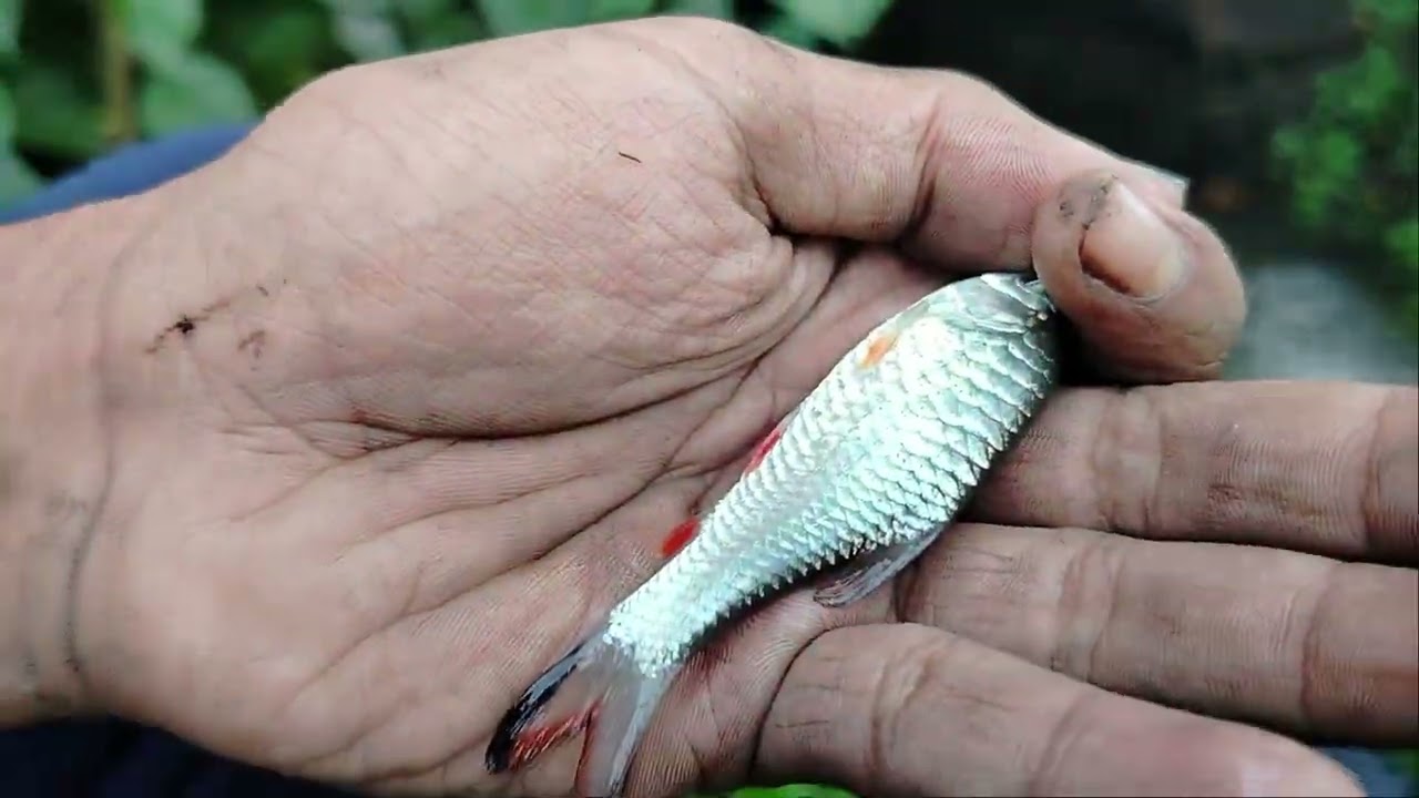 SPOT ALIRAN SAWAH IKAN BANYAK ‼️dapat ikan gabus babon di saat aliran air keruh😱