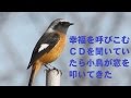幸運を呼び込むヒーリングCDかけてたら何故か小鳥が窓を叩いてきた