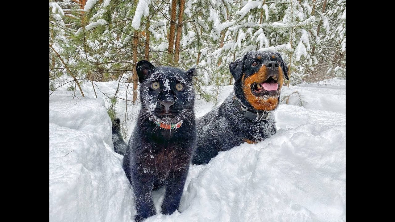 insulto Hobart Empresario La pantera negra que juega en un bosque de Siberia junto a su amigo  inseparable, un rottweiler