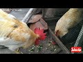🐔 BROILER MAKAN MENTIMUN HIJAU