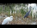 Heron v egret