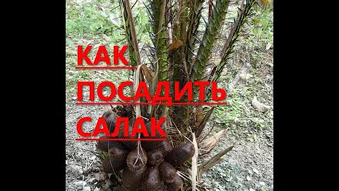 Как посадить и вырастить Салак