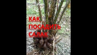 Как посадить и вырастить Салак