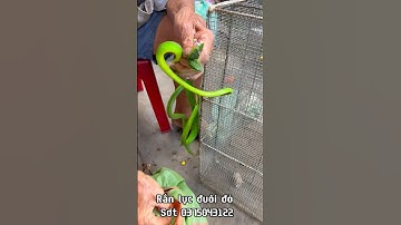 Cao thủ bắt rắn lục đuôi đỏ cực độc bằng tay ko liều mạng nhất là đây p7