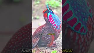 Burung Ini Punya Display Warna Tersembunyi🐦🎨