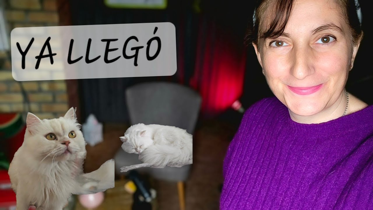 Esto estropea las vacaciones 👀Llega Tofu a nuestra familia ✨️ buscando decoración para mi casa