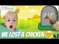 We lost a chicken
