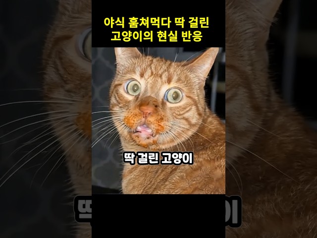 야식 훔쳐먹다 딱 걸린 고양이의 현실 반응