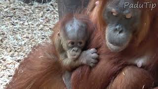 Download Lagu Meet the CUTEST Orangutan Baby You've Ever Seen! MP3