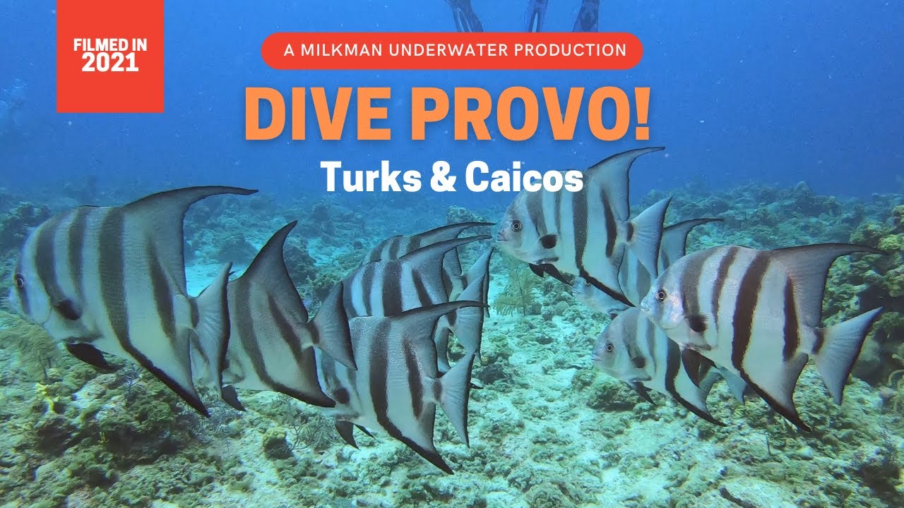 DIVE PROVO - Turks & Caicos