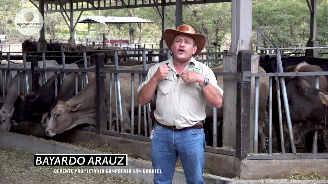 Secado de la vaca en producción