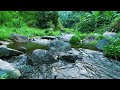 Calm River Flow Sounds for Deep Sleep Relaxation & Fast Insomnia Relief in a Quiet Forest