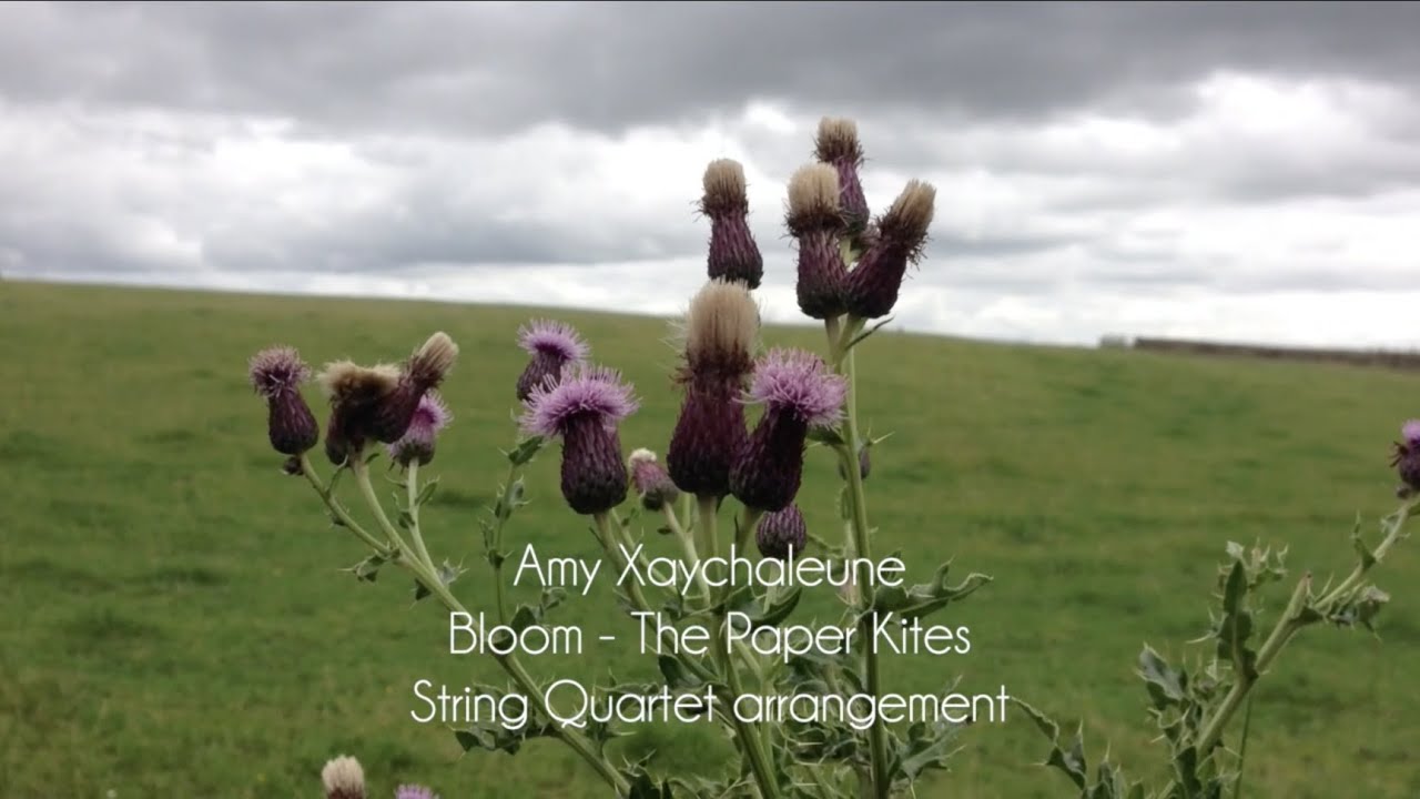 Bloom (The Paper Kites) - String Quartet arrangement by Amy Xaychaleune