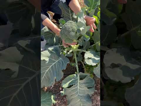 Video: Calabrese Broccoli Growing: So pflanzt man Calabrese Broccoli