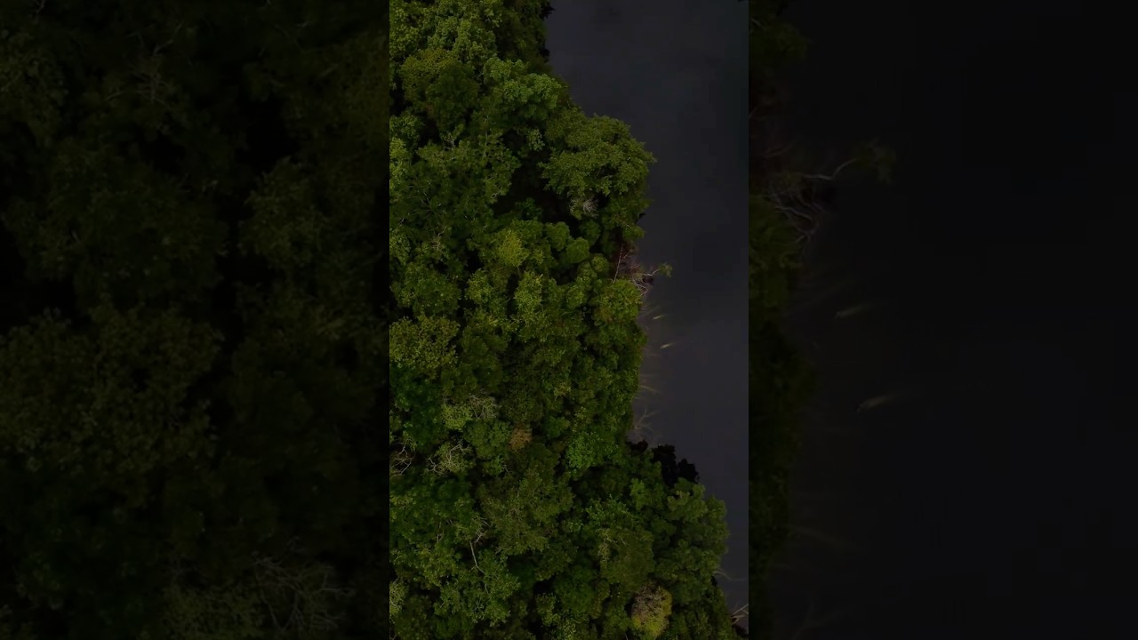 Durante el 2025, desarrollamos el programa de educación ambiental la Selva Lacandona.