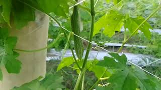 UPDATE: Spray sa Ampalaya... Chess at Prevathon!(INSECTICIDE)