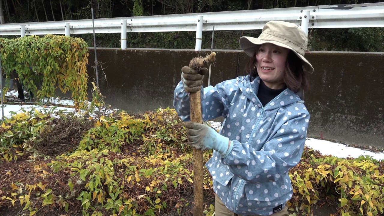 自然薯植え付け・収穫＆柚子収穫ビデオ
