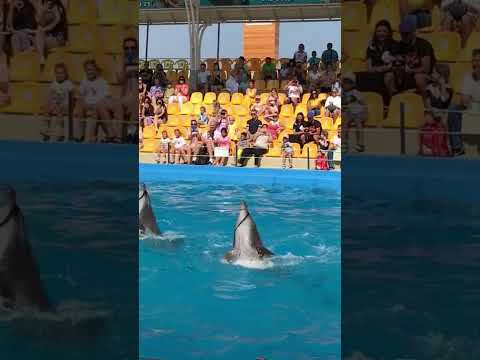 Дельфины творят чудеса🐬👍